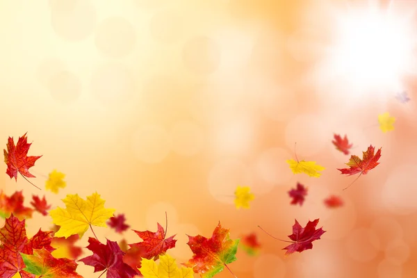 Bright autumn leaves. — Stock Photo, Image