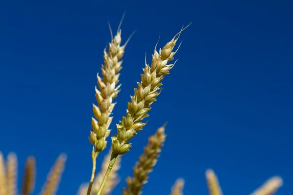 Buğday kulakları — Stok fotoğraf