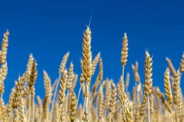 Ähren aus Weizen — Stockfoto