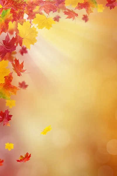 Bright autumn leaves. — Stock Photo, Image