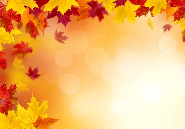 Bright autumn leaves. — Stock Photo, Image