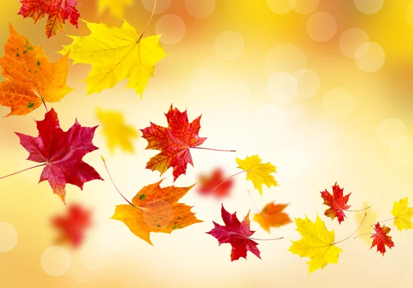 Bright autumn leaves. — Stock Photo, Image