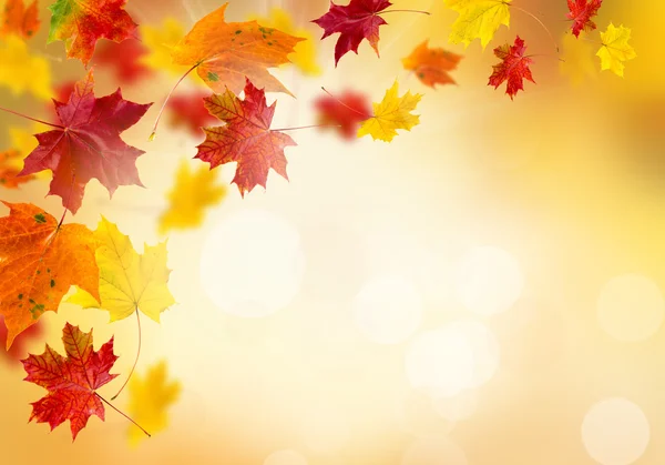 Hojas brillantes de otoño. — Foto de Stock
