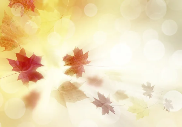 Feuilles d'automne lumineuses. — Photo