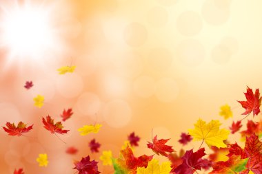 Parlak sonbahar yaprakları.