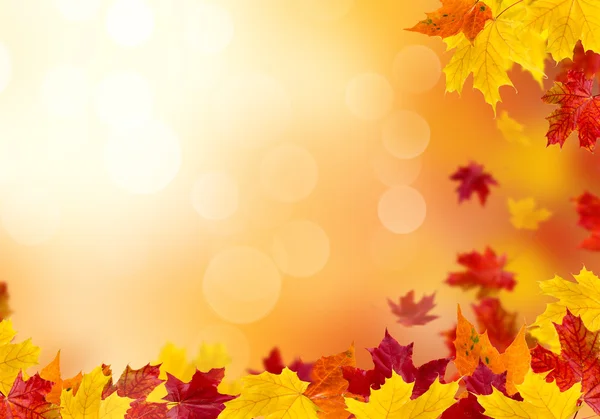 Bright autumn leaves. — Stock Photo, Image