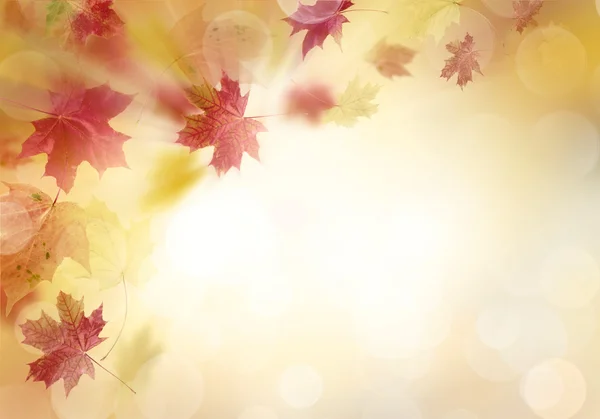 Parlak sonbahar yaprakları.