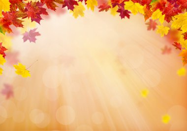 Parlak sonbahar yaprakları.