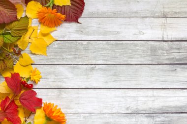 Kartopu yaprakları ve huş ağacı