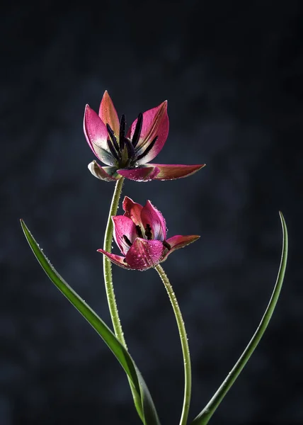 Dos Tulipanes Con Gotas Rocío Sobre Fondo Oscuro Concepto Amor —  Fotos de Stock