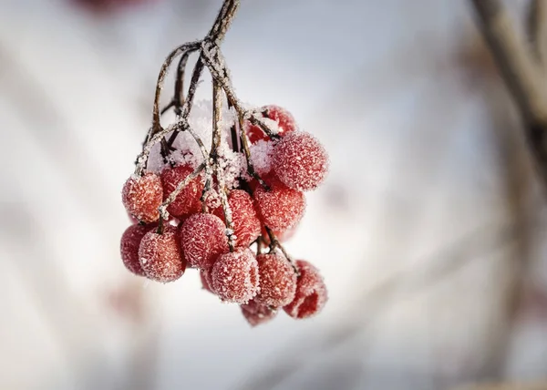 Bagas Vermelhas Viburnum Com Geada Nos Ramos — Fotografia de Stock