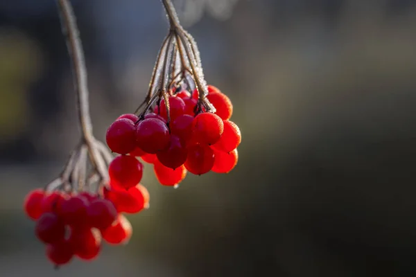 Bacche Rosse Viburno Con Gelo Sui Rami — Foto Stock