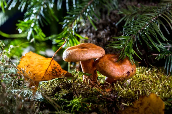 Two autumn saffron milk caps in the forest under the fir trees.