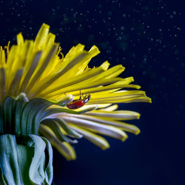 Joaninha Uma Flor Dente Leão Fundo Escuro — Fotografia de Stock