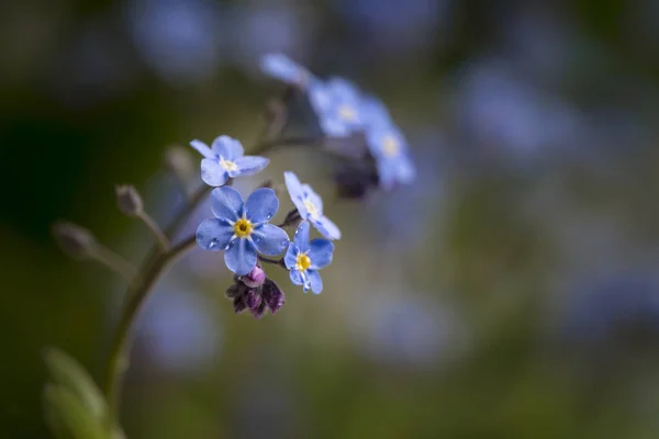 Pequeñas Flores Azules Olvidar Fondo Hierba Colores Naturaleza —  Fotos de Stock