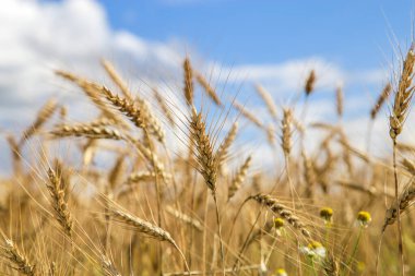 Güneşli bir yaz günü. Çavdar tarlası ve mavi gökyüzü.