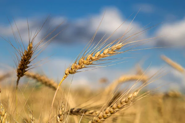 Sonniger Sommertag Roggenfeld Und Blauer Himmel — Stockfoto