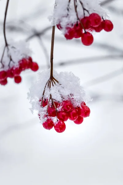 枝に霜が付いているビブラムの赤い果実 — ストック写真