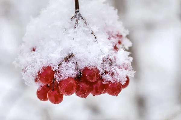 Bagas Vermelhas Viburnum Com Geada Nos Ramos — Fotografia de Stock