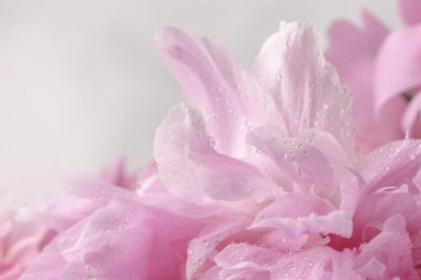 Pembe arka planda pembe şakayık. Sevgililer gününde kartpostal..