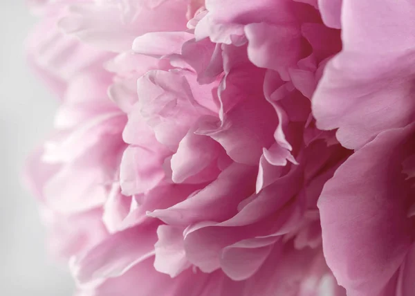 Pinkfarbene Pfingstrose Auf Rosa Hintergrund Postkarte Zum Valentinstag — Stockfoto