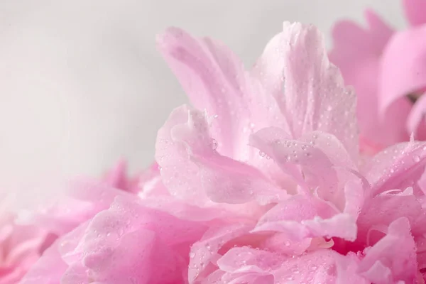 Pinkfarbene Pfingstrose Auf Rosa Hintergrund Postkarte Zum Valentinstag — Stockfoto
