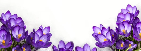 İlkbaharda timsahlar