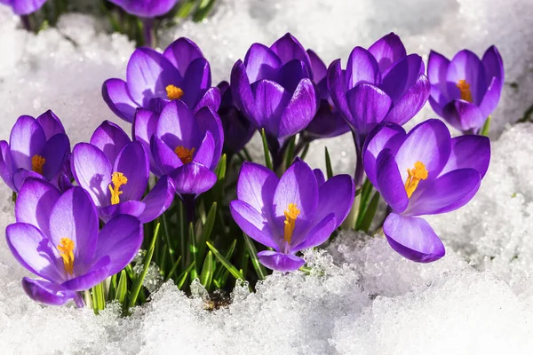 Spring Crocus Snow Lit Sun — Stock Photo, Image