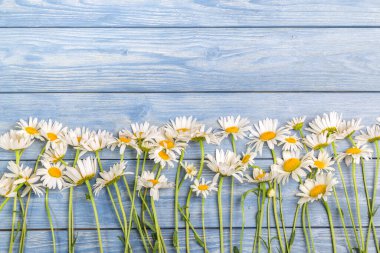 Mavi arka planda beyaz papatya çiçekleri. Güzel bahar kompozisyonu, tasarım şablonu, metin için kopyalama alanı.