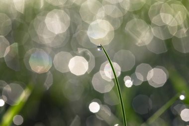 Yeşil bir çimenlikte sabah çiği