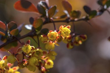 Güneşli bir bahar gününde açan böğürtlen.
