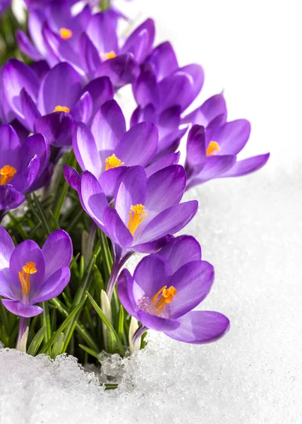 Spring crocus in the snow, lit by the sun.