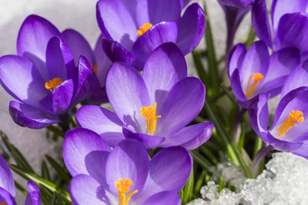 Spring Crocus Snow Lit Sun Stock Picture