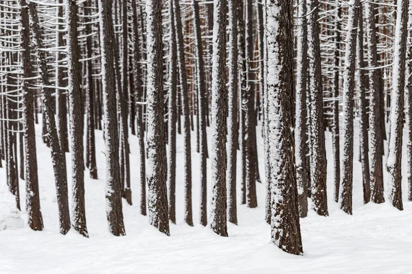 Invierno Árboles Cubiertos Nieve Las Montañas Los Urales — Foto de Stock