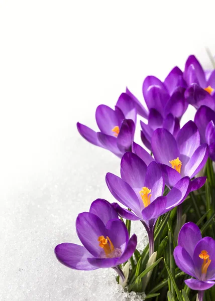 Spring crocus in the snow, lit by the sun.