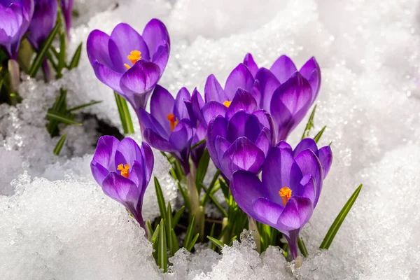 Spring crocus in the snow, lit by the sun.