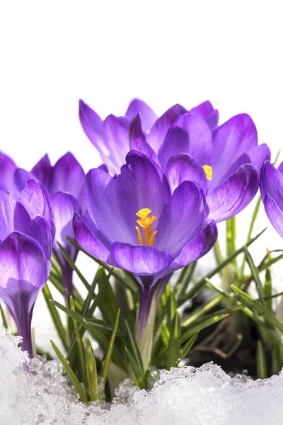 Spring Crocus Snow Lit Sun Stock Photo