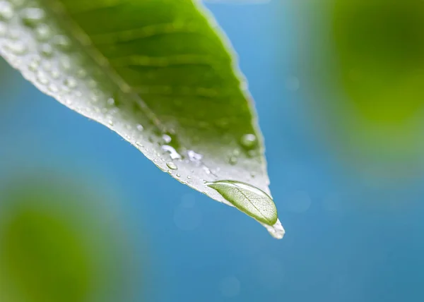 Goccia Acqua Foglie Verdi Natura Sullo Sfondo Della Natura — Foto Stock