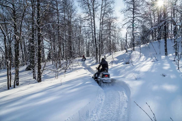 Atleta Una Moto Nieve Que Mueve Bosque Invierno Las Montañas —  Fotos de Stock