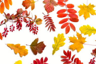 Sonbahar yapraklı resim.