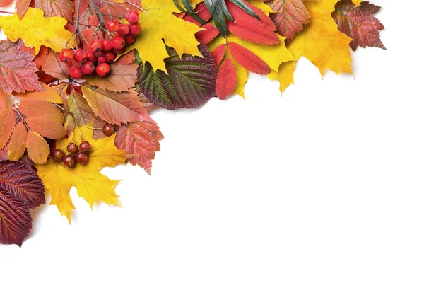 Autumn Leaves White Background Copy Space Text — Stock Photo, Image