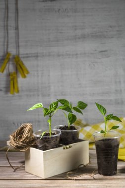 Tek kullanımlık bardaklarda taze kırmızı biber filizleri. Bahçe işleri konsepti. Plastik çatal bıçakların yeniden kullanımı.