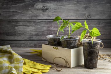 Tek kullanımlık bardaklarda taze kırmızı biber filizleri. Bahçe işleri konsepti. Plastik çatal bıçakların yeniden kullanımı.