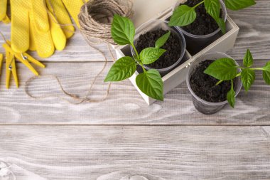 Tek kullanımlık bardaklarda taze kırmızı biber filizleri. Bahçe işleri konsepti. Plastik çatal bıçakların yeniden kullanımı.