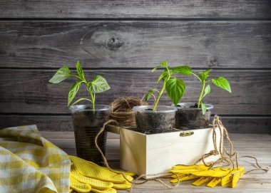 Tek kullanımlık bardaklarda taze kırmızı biber filizleri. Bahçe işleri konsepti. Plastik çatal bıçakların yeniden kullanımı.