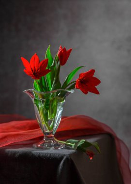 Cam vazoda kırmızı laleler. Bahar hala hayat.