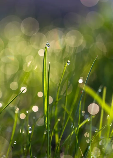 Утренняя Роса Весенней Зеленой Траве — стоковое фото