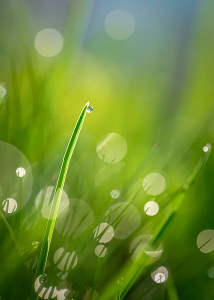 Morning Dew Spring Green Grass — Stock Photo, Image