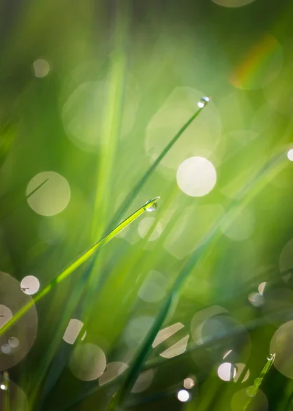 Morning Dew Spring Green Grass — Stock Photo, Image