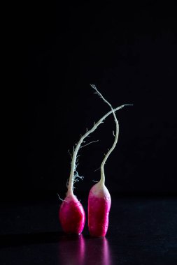 Koyu arkaplanlı bir turpun grup fotoğrafı. Komik bir kavram..